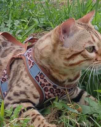 Gatto del bengala