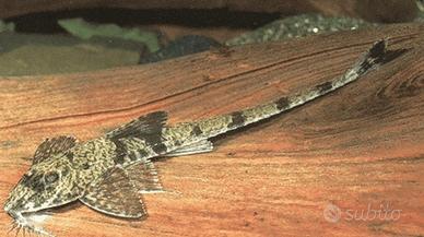 Loricaria filamentosa