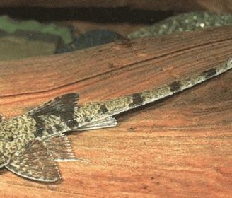 Loricaria filamentosa