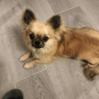 Cucciolo Chihuahua a pelo lungo con Pedigree