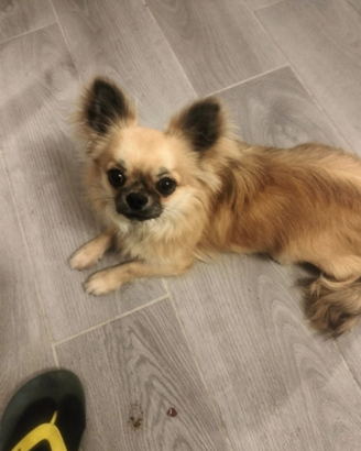 Cucciolo Chihuahua a pelo lungo con Pedigree