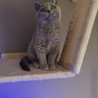 British shorthair /Scottish metà prezzo