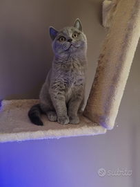 British shorthair /Scottish metà prezzo