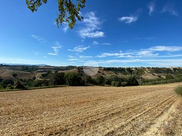 TER. AGRICOLO A MONTEBUONO