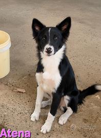 ATENA CUCCIOLONA BORDER COLLIE 