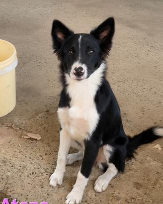 ATENA CUCCIOLONA BORDER COLLIE 