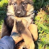 Cuccioli pastore tedesco