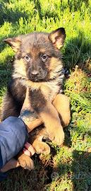 Cuccioli pastore tedesco