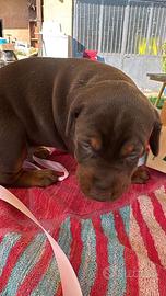 Cuccioli di Dobermann disponibili