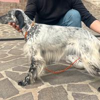 Setter inglese bianco nero