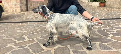 Setter inglese bianco nero