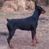 Dobermann
