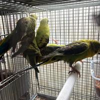 Cocorite ala nera pappagalli