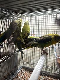 Cocorite ala nera pappagalli