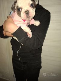 Bulldog francese femmina prezzo bomba