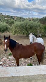 Cavalla