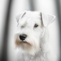 Schnauzer nano bianco