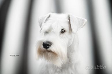 Schnauzer nano bianco