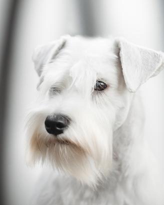 Schnauzer nano bianco