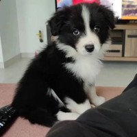 Border collie
