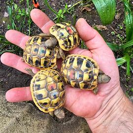 Tartaruga terra THB