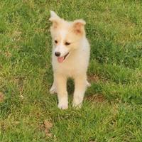 Dolce cucciola in adozione