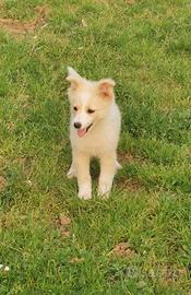 Dolce cucciola in adozione