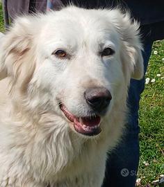 Diletta la bontà assoluta fatta a cane aspetta te