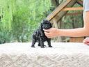 cucciola-di-barboncino-piccolissima