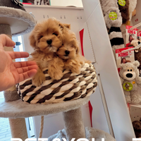 Cuccioli piccolissimi