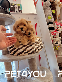 Cuccioli piccolissimi