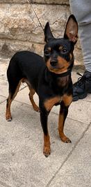 Femminuccia di Pincher di 1 anno