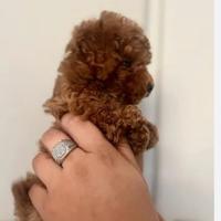 Barboncino toy femmina Red