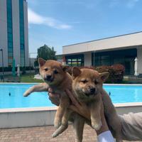 Shiba inu