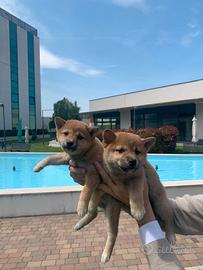 Shiba inu