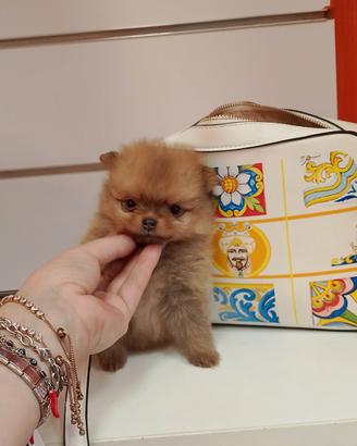 Spitz Tedesco Nano maschio