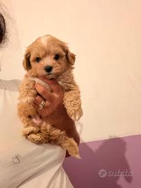 Maltipoo