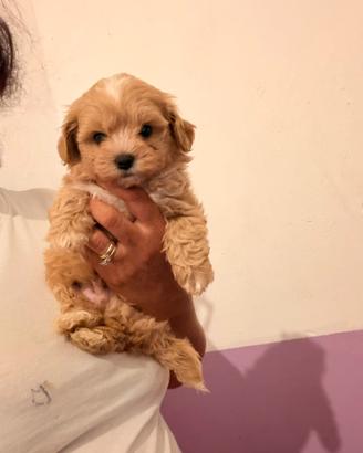 Maltipoo