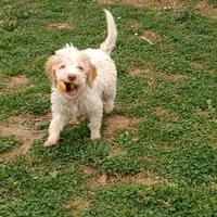 Cucciolo di Lagotto Romagnolo con Pedigree