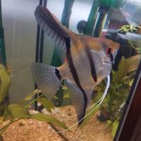 Coppia di Scalari fasciati