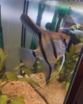 Coppia di Scalari fasciati