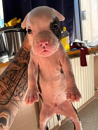 Incrocio pitbul e amstaff