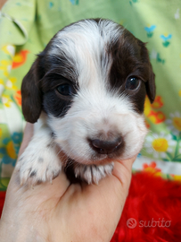 Bassottina choco piebald a pelo lungo