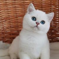 Gattini show british shorthair Cincilla' pedigree