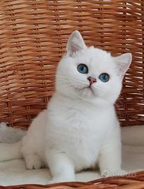 Gattini show british shorthair Cincilla' pedigree