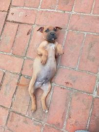 Cuccioli di Pitbull puri