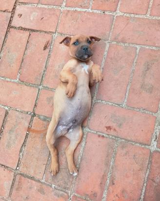 Cuccioli di Pitbull puri