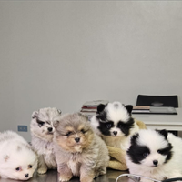 Volpini di Pomerania