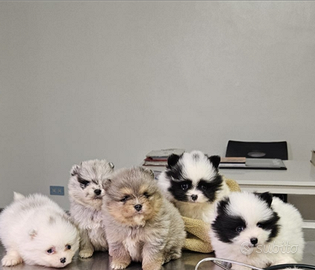 Volpini di Pomerania