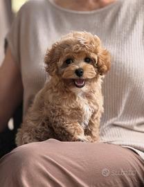 Cucciolo maltipoo beige toy